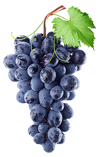 Bunch of grapes