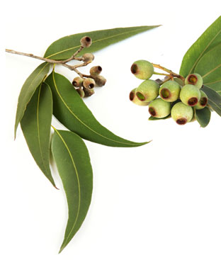 Eucalyptus flower buds