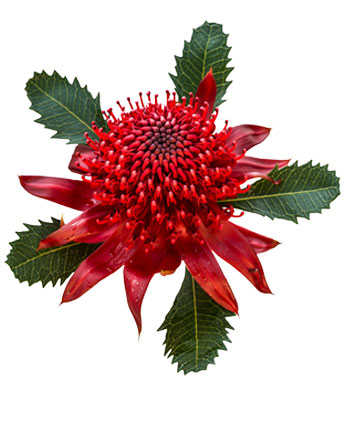 Waratah flower